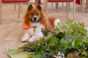 Hund im Innenraum hinter einer Dekoration aus Naturmaterial