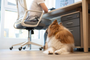 Hund schaut neugierig zum Webinar am PC