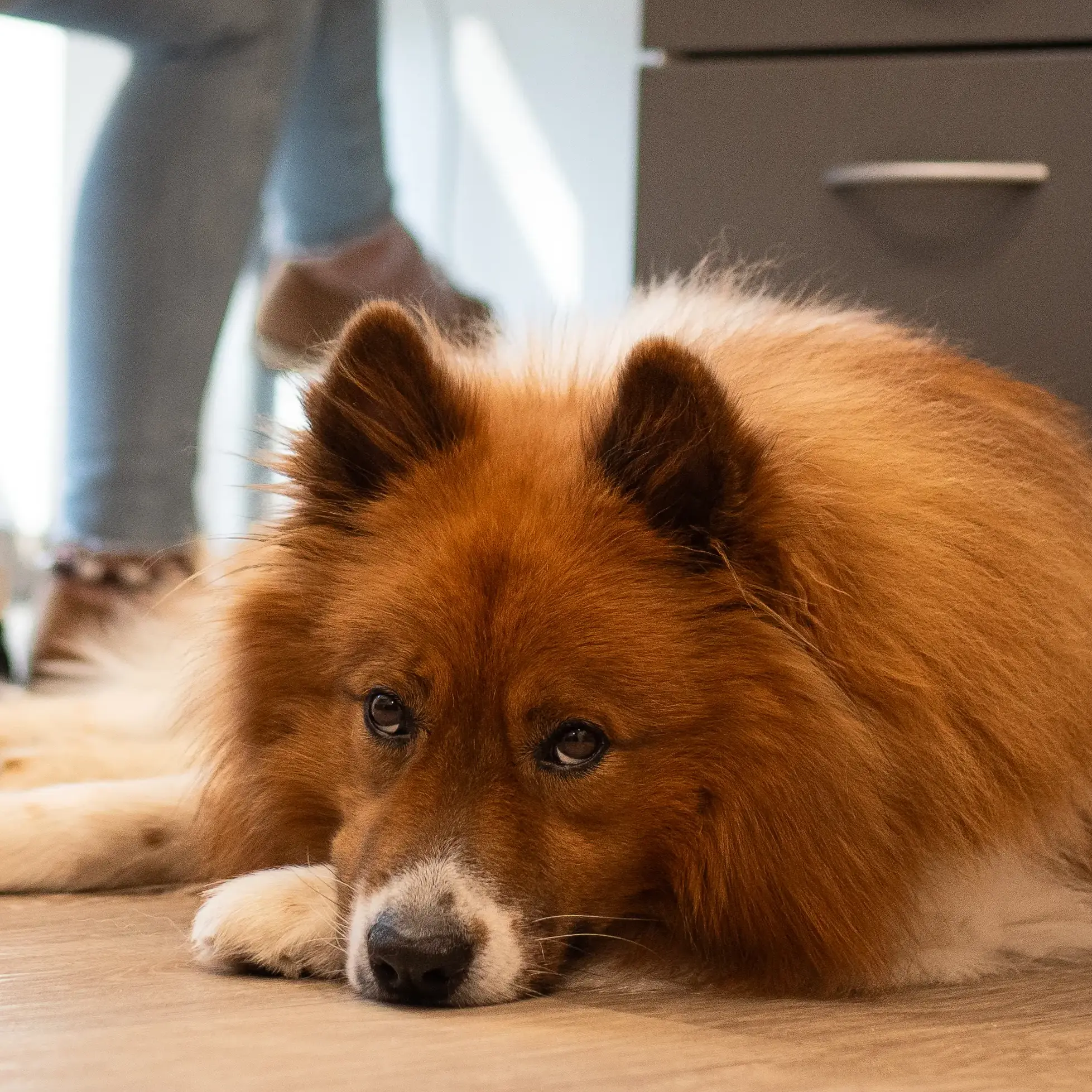 Hund liegt am Schreibtisch