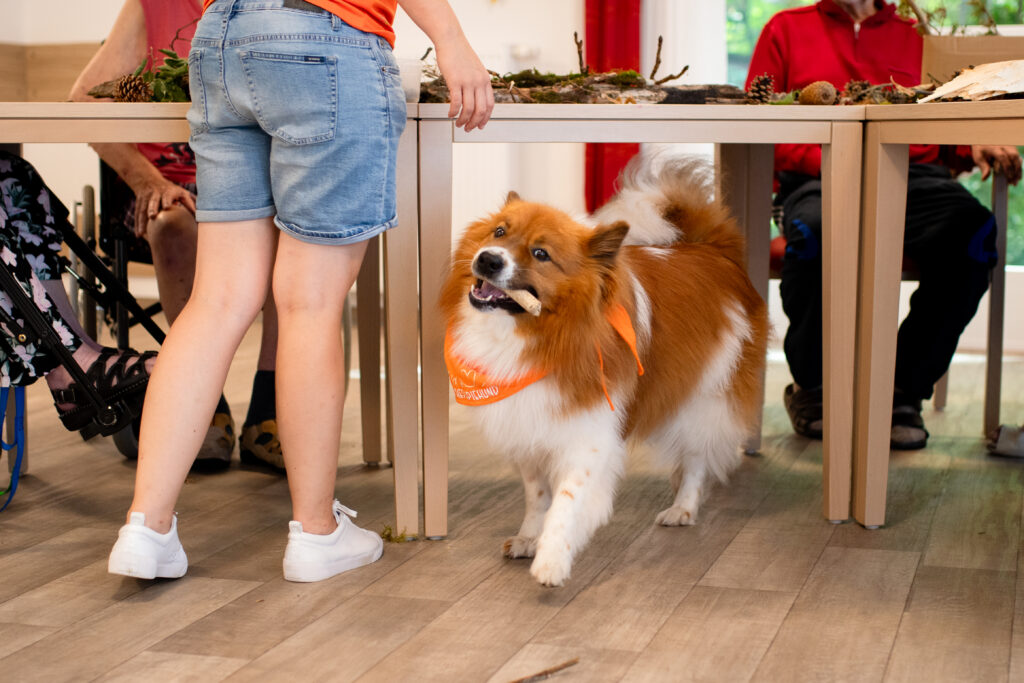Hund klaut Therapiematerial während des Einsatzes