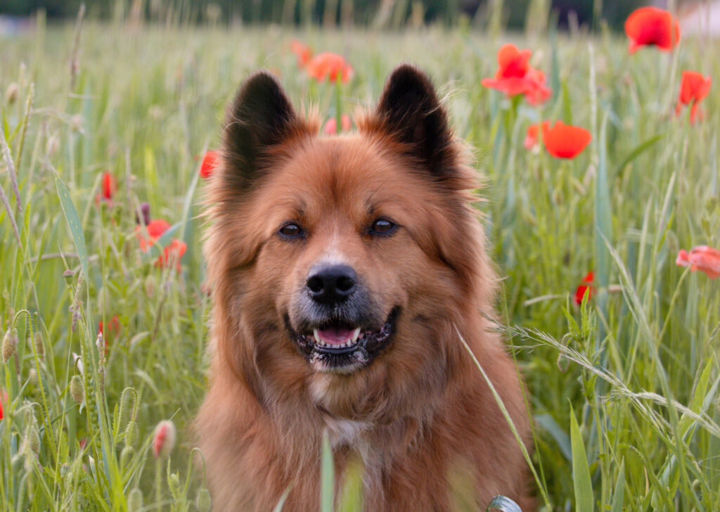 Hund aufmerksam im Mohnfeld